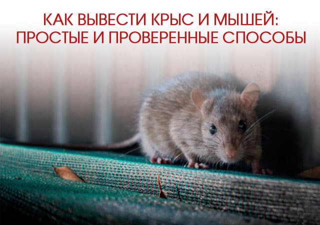 Как вывести крыс и мышей в Долгопрудном: простые и проверенные способы